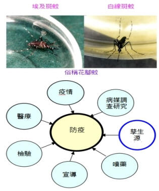 登革熱病媒防治與環境清潔